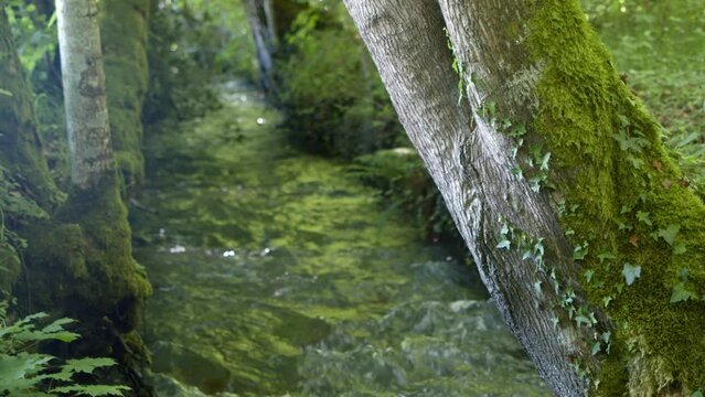 Rivi&egrave;re au milieu d'une for&ecirc;t . ruisseaux sauvage entre les arbres d'un bois. cours d'eau avec du courant et des insectes .