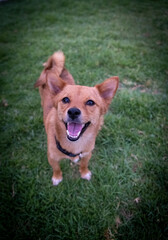 Perra peque&ntilde;a