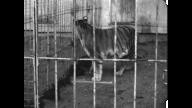 Pacing Tigers 1933 - Captive tigers pace in their cages in 1933.