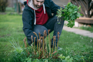 A young man is working in the garden, weeding weeds on a spring day.