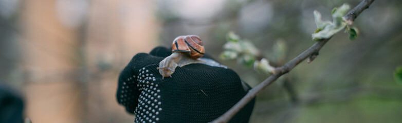 Close-up of male hands in work gloves with a garden striped snail. Gardening and garden pests.