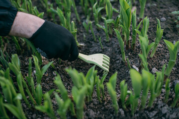 Close-up, a hand in a work glove loosens the earth with a small rake in a flower bed with a...
