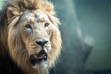 closeup portrait of a male lion with open mouth