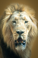 closeup portrait of a male lion with open mouth