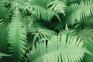 fern leaves in the forest