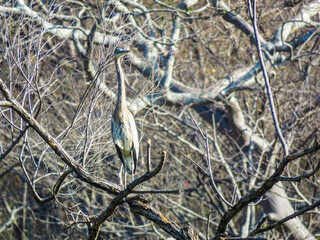 blue heron