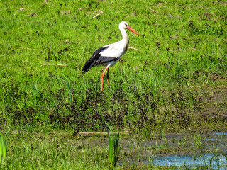 stork in the grass