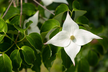 Obraz na płótnie Canvas Flowering Dogwood tree close up. Single white, star shaped flower, selective focus.