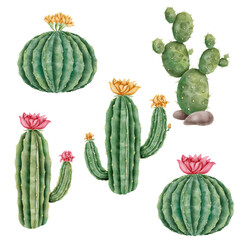 Cactus set