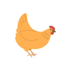 Red chicken is walking. Colorful vector isolated hand drawn illustration. Domestic bird. Poultry breeding concept, rural life, farming. Village life. Single icon
