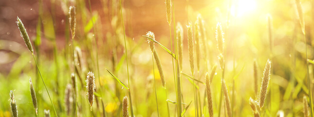 Wild grass at summer sunset, banner. Warm grass meadow on warm golden hour sunset or sunrise time....