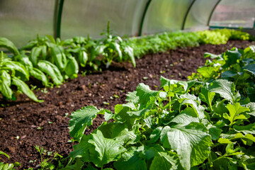 Young greens in the greenhouse, illuminated by the sun's rays. Radishes in the soil illuminated by sunlight