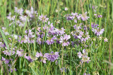 Obraz na płótnie Canvas Securigera varia, purple crown vetch pink flowers closeup selective focus