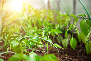 Seedlings of pepper in the soil. Young pepper sprouts in a greenhouse lit by the sun