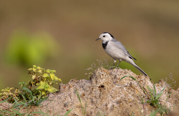 White wagtail.stock photo.white wagtail is a small passerine bird in the family Motacillidae, which also includes pipits and longclaws.
