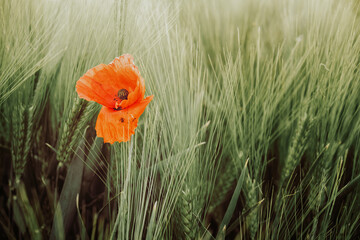 poppy in the field