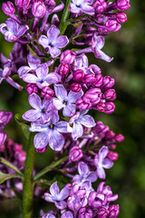 Fototapeta na wymiar Flower of Common Lilac (Syringa vulgaris ‘Clyde Heart’)