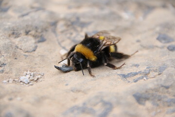 Bumblebee