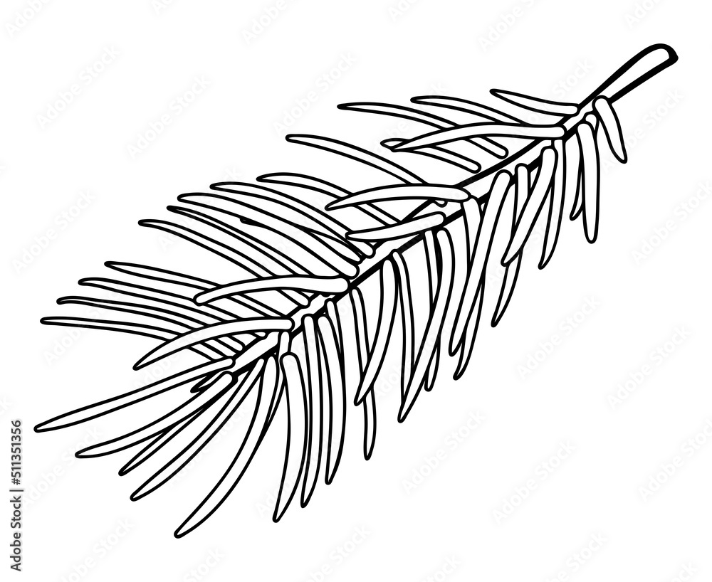 Poster fir branch - design element in pencil drawing style