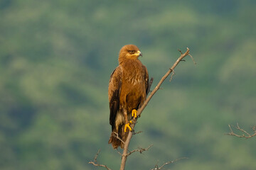 küçük orman kartalı, Lesser Spotted Eagle, eagle, ornito, kuş 