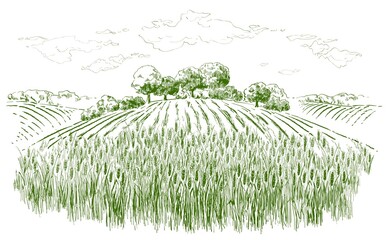 Vector rural summer landscape a field of ripe wheat on hills © mozart3737