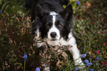 Top-Down of Border Collie in Calluna. Adorable Top View Portrait of Black and White Dog in the Garden.