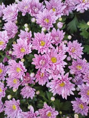 Pink chrysanthemums on a flower bed