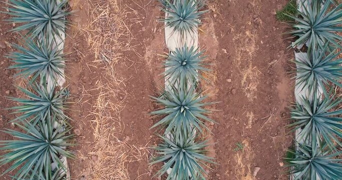Blue agave plantation in the field to make tequila aerial view