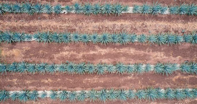 Blue agave plantation in the field to make tequila aerial view