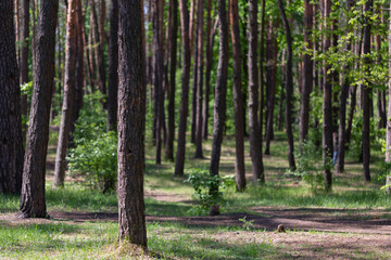 Natural forest background with trunks and greenery of trees or reserved city park, forest...