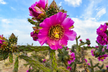Cactus Flower Pink 