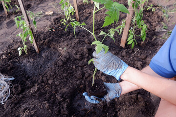 the gardener plants seedlings for growing vegetables in the ground