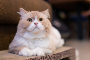 Selective focus of a cute orange-white fluffy male Persian cat laying comfortably on a cat scratcher cardboard sofa, looking up and staring at something with doubt in a blurred living room at home.