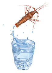 langouste, eau, en verre, évasion, sauter, boire, isolé, aliment, blanc, frais, clapoter, froid, liquide, glace, fruits de mer, bouillonner, boisson, clair, bleu, sain, verser, fraîcheur, abattre