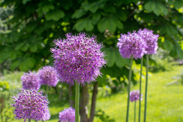 Obraz premium Purple onion flowers on chestnut background