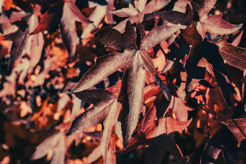 red tree leaves at sunset. close up of autumn colored tree leaves. an autumn leaf background