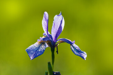Detail of Siberian iris, iris sibirica flower blossom with blured background