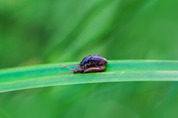 Pair of donacia crassipes, leaf beatle insect mating on plant stem. Animal background