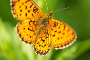 Dark green fritillary, argynnis aglaja butterfly insect sitting on grass stem. Animal background