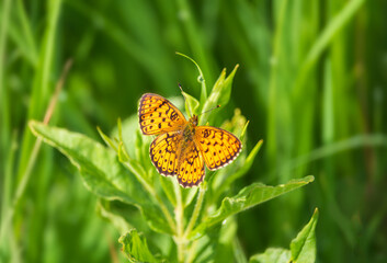 Dark green fritillary, argynnis aglaja butterfly insect sitting on grass stem. Animal background