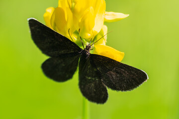 Chimney sweeper, odezia atrata butterfly insect sitting on flower blossom. Animal background