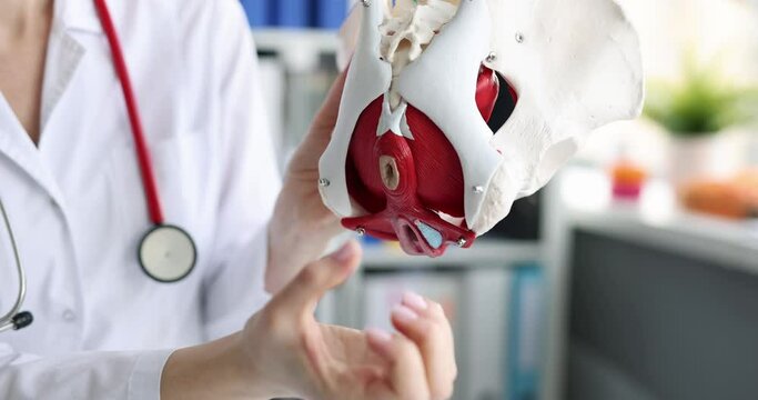 The doctor holds medical anatomical female pelvis model