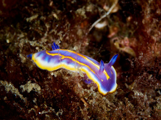 Felimida britoi, is a sea slug, a species of dorid nudibranch. It is a marine gastropod mollusc.
