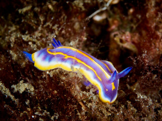 Felimida britoi, is a sea slug, a species of dorid nudibranch. It is a marine gastropod mollusc.