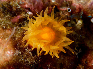 Fototapeta na wymiar Isolated orange coral polyp (Astrides calycularis)