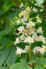 Chestnut flower grow on a background of green leaves
