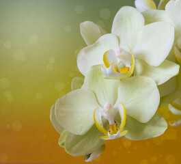 Beautiful gently green orchid flowers