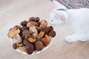 White cat smells and tries fresh mushrooms harvest picked up in forest