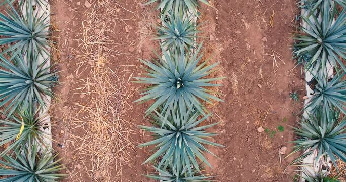 Blue agave plantation in the field to make tequila aerial view