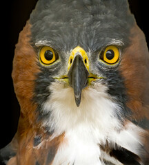 Ornate Eagle Hawk Eagle.  The ornate hawk-eagle is a bird of prey from the tropical Americas. Like all eagles, it is in the family Accipitridae.